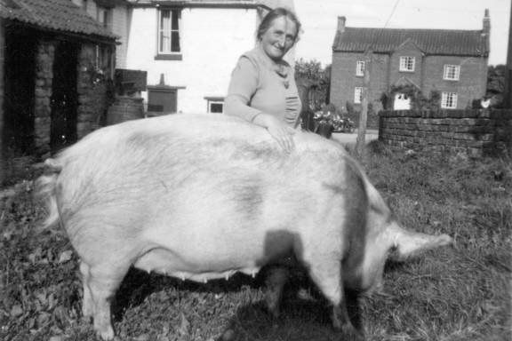 Mrs Sedman at Greystones, Kirby Misperton, with her pig